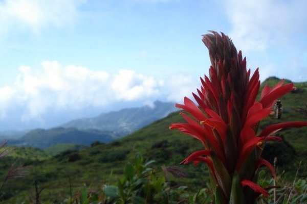 La Soufrière (la flore)