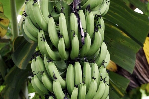 Insecticides : pourquoi le chlordécone agite-t-il (encore) la Martinique ? - Libération