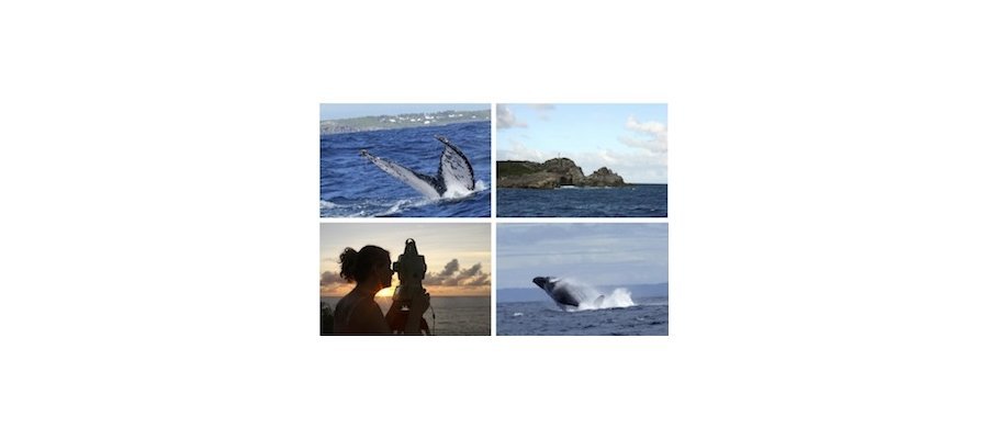 Image:Conférence scientifique : Les baleines à bosse depuis la Pointe-des-Châteaux