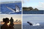 Conférence scientifique : Les baleines à bosse depuis la Pointe-des-Châteaux